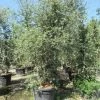 Kurkeik Meerstammig (Quercus Suber) -Groene Wereld quercus suber meerstammig 2 1