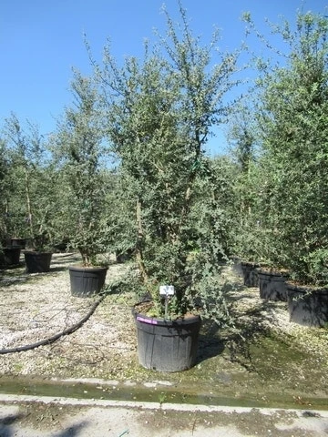 Kurkeik Meerstammig (Quercus Suber) 4 Kurkeik Meerstammig (Quercus Suber) - Afbeelding 2