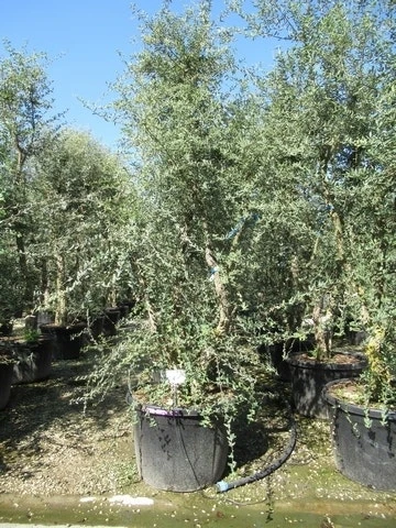 Kurkeik Meerstammig (Quercus Suber) 6 Kurkeik Meerstammig (Quercus Suber) - Afbeelding 4