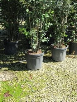 Kurkeik Meerstammig (Quercus Suber) 24 Kurkeik Meerstammig (Quercus Suber) -Groene Wereld quercus suber meerstammig 6 1