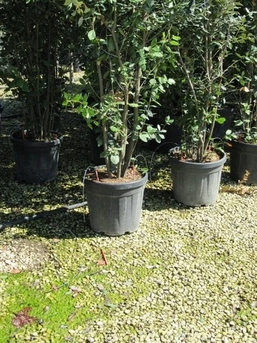 Kurkeik Meerstammig (Quercus Suber) 7 Kurkeik Meerstammig (Quercus Suber) - Afbeelding 5