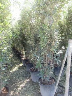 Kurkeik Meerstammig (Quercus Suber) 25 Kurkeik Meerstammig (Quercus Suber) -Groene Wereld quercus suber meerstammig 7 1