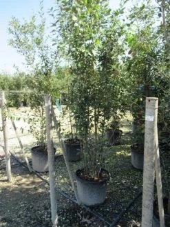 Kurkeik Meerstammig (Quercus Suber) 26 Kurkeik Meerstammig (Quercus Suber) -Groene Wereld quercus suber meerstammig 8 1