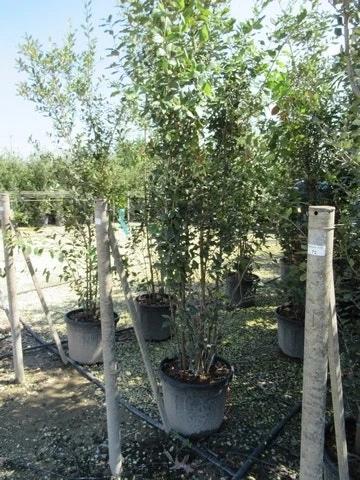 Kurkeik Meerstammig (Quercus Suber) 9 Kurkeik Meerstammig (Quercus Suber) - Afbeelding 7