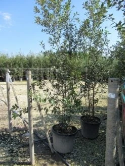 Kurkeik Meerstammig (Quercus Suber) -Groene Wereld quercus suber meerstammig 9