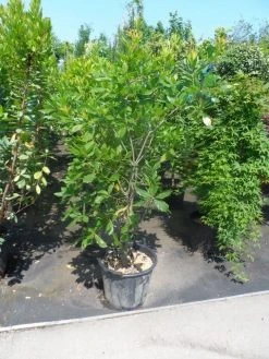 Oostenrijkse Eik (Quercus Turneri 'Pseudoturneri') -Groene Wereld quercus turneri pseudoturneri 125 150 175 c35