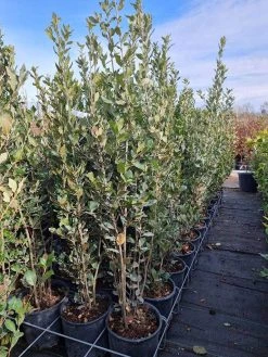 Steeneik Als Struik (Quercus Ilex) 20 Steeneik Als Struik (Quercus Ilex) -Groene Wereld quercusilex steeneik voorraad03b