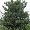 Steeneik Als Boom (Quercus Ilex) -Groene Wereld quercusilex steeneikv01