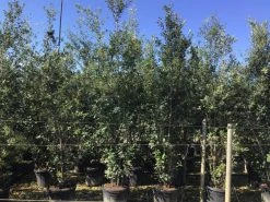 Steeneik Als Struik (Quercus Ilex) 29 Steeneik Als Struik (Quercus Ilex) -Groene Wereld quercusilex struikv08