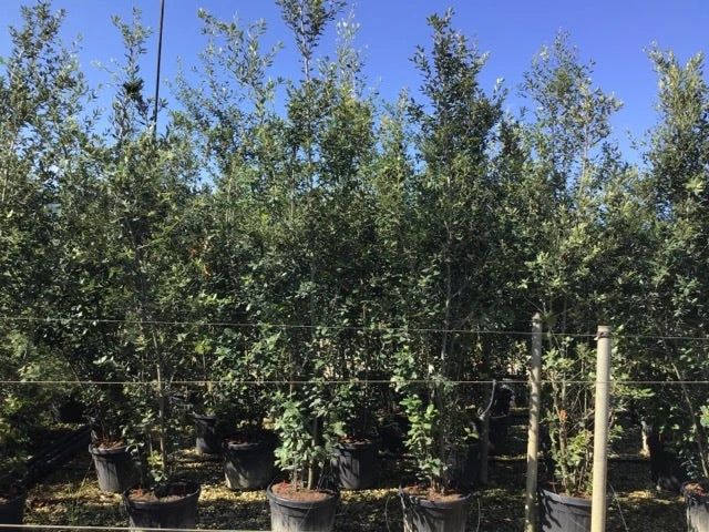 Steeneik Als Struik (Quercus Ilex) 16 Steeneik Als Struik (Quercus Ilex) - Afbeelding 14