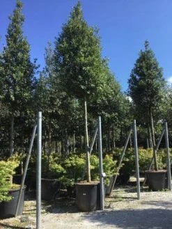 Steeneik Als Boom (Quercus Ilex) -Groene Wereld quercusilexv01