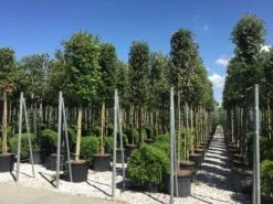 Steeneik Als Boom (Quercus Ilex) -Groene Wereld quercusilexv04