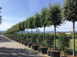 Steeneik Als Boom (Quercus Ilex) -Groene Wereld quercusilexv05