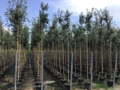 Steeneik Als Boom (Quercus Ilex) -Groene Wereld quercusilexv06