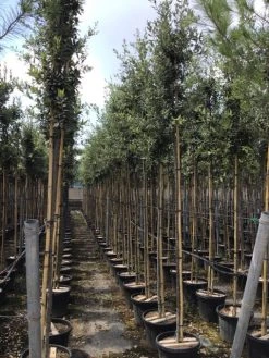 Steeneik Als Boom (Quercus Ilex) -Groene Wereld quercusilexv07