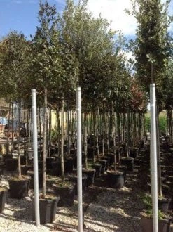 Steeneik Als Boom (Quercus Ilex) -Groene Wereld quercusilexv10