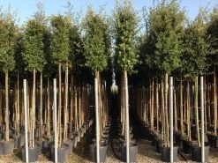 Steeneik Als Boom (Quercus Ilex) -Groene Wereld quercusilexv11