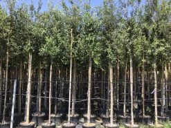 Steeneik Als Boom (Quercus Ilex) -Groene Wereld quercusilexv12