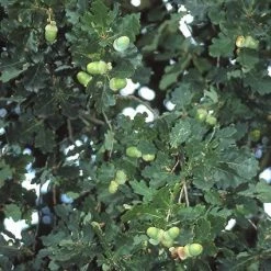 Zomereik, Bosplantsoen (Quercus Robur) 7 Zomereik, Bosplantsoen (Quercus Robur) -Groene Wereld qurobur 5 1