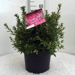 Japanse Azalea (Rhododendron 'Madame Van Hecke') -Groene Wereld r. aj mme van hecke c10 2