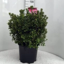 Japanse Azalea (Rhododendron 'Madame Van Hecke') -Groene Wereld r. aj mme van hecke c15 2