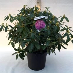 Rhododendron (Rhododendron Catawbiense 'Grandiflorum') -Groene Wereld r. cat. grandiflorum c30