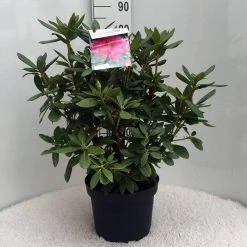 Rhododendron (Rhododendron 'Cosmopolitan') -Groene Wereld r. cosmopolitan c10 50 cm 1