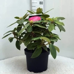 Rhododendron (Rhododendron 'Germania') -Groene Wereld r. germania c10 50 cm 1
