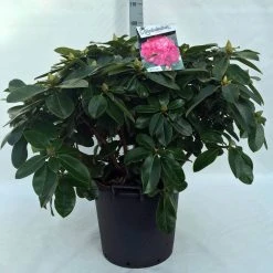 Rhododendron (Rhododendron 'Germania') -Groene Wereld r. germania c30 1
