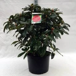 Rhododendron (Rhododendron 'Halfdan Lem') 8 Rhododendron (Rhododendron 'Halfdan Lem') -Groene Wereld r. halfdan lem c40 1
