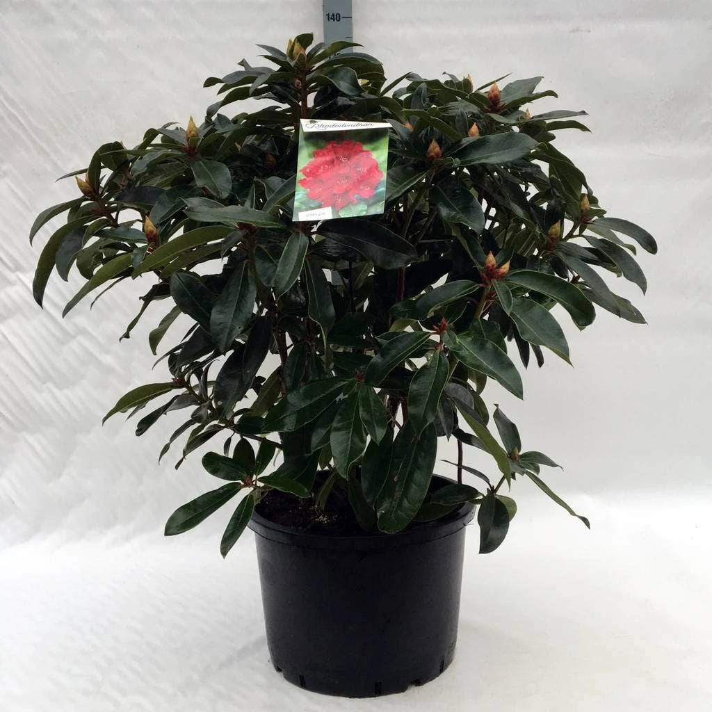 Rhododendron (Rhododendron 'Halfdan Lem') 5 Rhododendron (Rhododendron 'Halfdan Lem') - Afbeelding 3