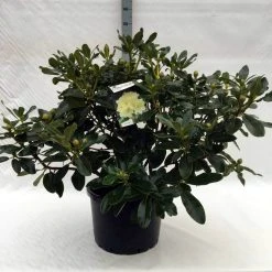 Rhododendron (Rhododendron 'Horizon Monarch') -Groene Wereld r. horizon monarch c40 1