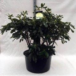 Rhododendron (Rhododendron 'Horizon Monarch') -Groene Wereld r. horizon monarch c80