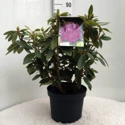 Rhododendron (Rhododendron 'Kokardia') -Groene Wereld r. kokardia c10 50 cm 1