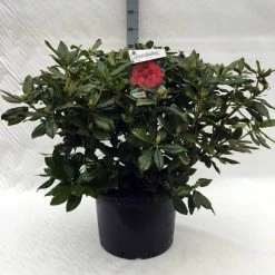 Rhododendron (Rhododendron 'Lord Roberts') -Groene Wereld r. lord roberts c40 1