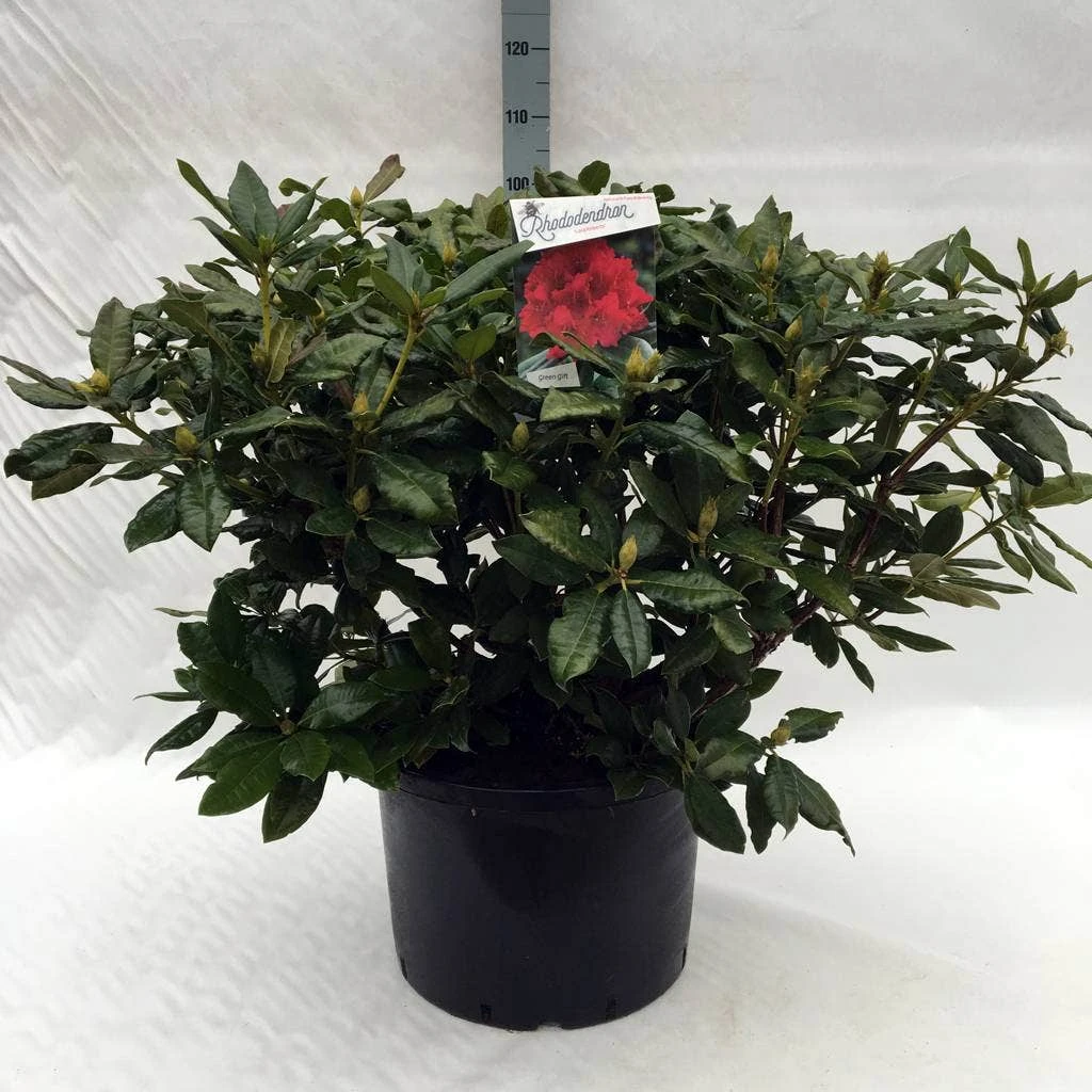 Rhododendron (Rhododendron 'Lord Roberts') 9 Rhododendron (Rhododendron 'Lord Roberts') - Afbeelding 7