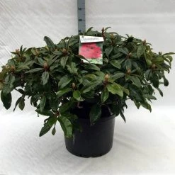 Rhododendron (Rhododendron 'Marie Forte') -Groene Wereld r. marie forte c40 1