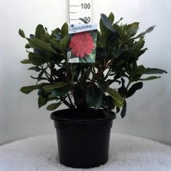 Rhododendron (Rhododendron 'Markeeta's Prize') -Groene Wereld r. markeeta s prize c20 1