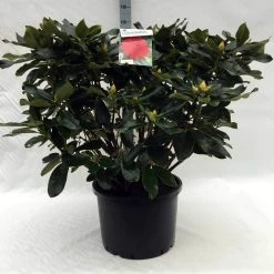 Rhododendron (Rhododendron 'Markeeta's Prize') -Groene Wereld r. markeeta s prize c40 1