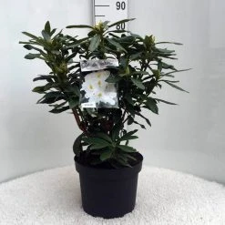 Rhododendron (Rhododendron 'Madame Masson') -Groene Wereld r. mme masson c10 50 cm 1