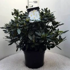 Rhododendron (Rhododendron 'Madame Masson') -Groene Wereld r. mme masson c20 1