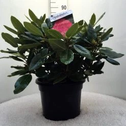 Rhododendron (Rhododendron 'American Beauty') -Groene Wereld r. p.a. beauty c20 2