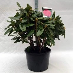 Rhododendron (Rhododendron 'American Beauty') -Groene Wereld r. pierce amercian beauty c40 2