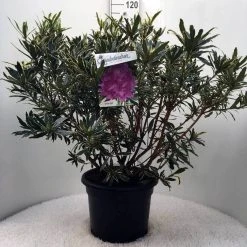 Bosrhododendron (Rhododendron Ponticum 'Variegatum') 26 Bosrhododendron (Rhododendron Ponticum 'Variegatum') -Groene Wereld r. pont. variegatum c20