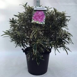 Bosrhododendron (Rhododendron Ponticum 'Variegatum') 31 Bosrhododendron (Rhododendron Ponticum 'Variegatum') -Groene Wereld r. pont. variegatum c30