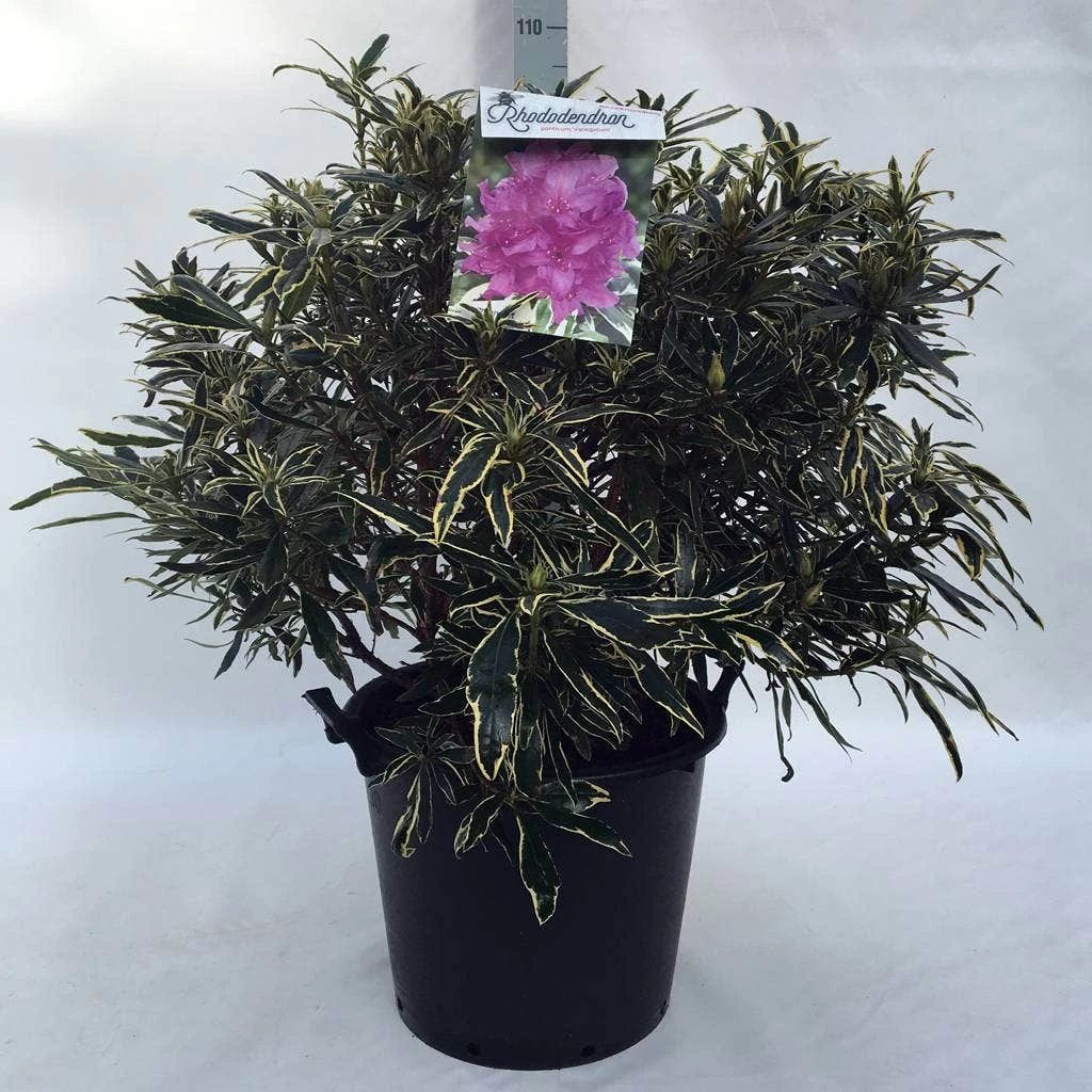 Bosrhododendron (Rhododendron Ponticum 'Variegatum') 17 Bosrhododendron (Rhododendron Ponticum 'Variegatum') - Afbeelding 15