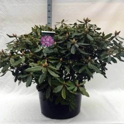 Bosrhododendron (Rhododendron Ponticum 'Roseum') -Groene Wereld r. ponticum roseum c80 2