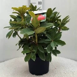 Rhododendron (Rhododendron 'Red Jack') -Groene Wereld r. red jack c10 50 cm