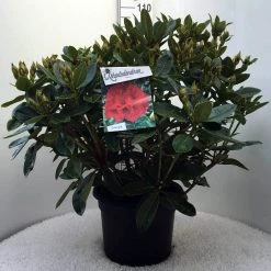 Rhododendron (Rhododendron 'Red Jack') -Groene Wereld r. red jack c20