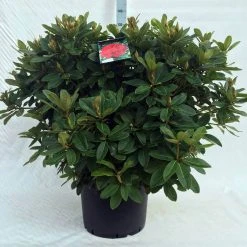 Rhododendron (Rhododendron 'Red Jack') -Groene Wereld r. red jack c40